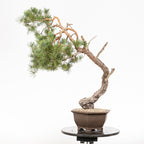 Bonsái - Pino silvestre (Pinus sylvestris) - PS10630