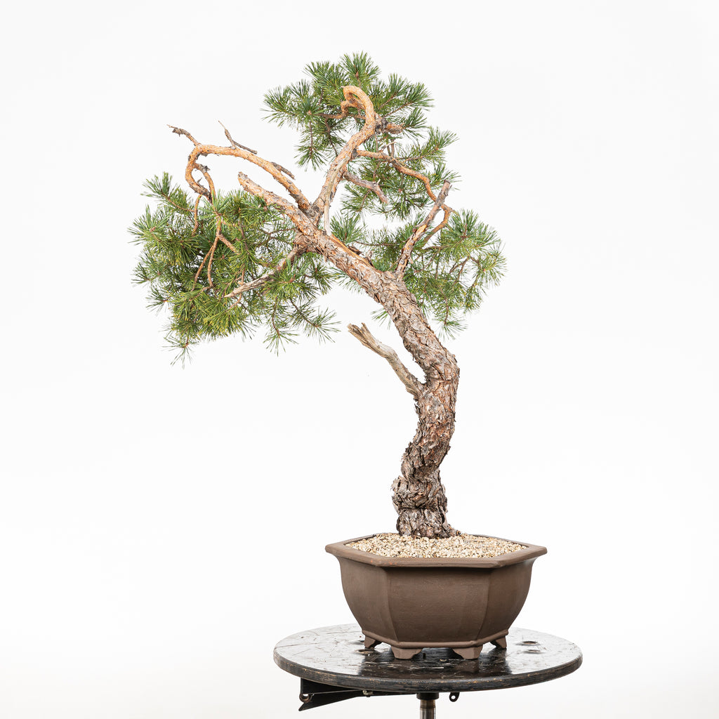 Bonsái - Pino silvestre (Pinus sylvestris) - PS10630