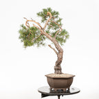Bonsái - Pino silvestre (Pinus sylvestris) - PS10630