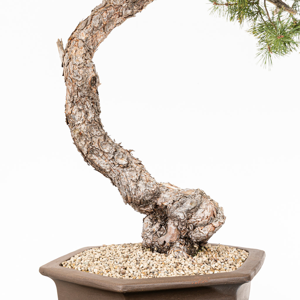 Bonsái - Pino silvestre (Pinus sylvestris) - PS10630