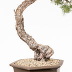 Bonsái - Pino silvestre (Pinus sylvestris) - PS10630