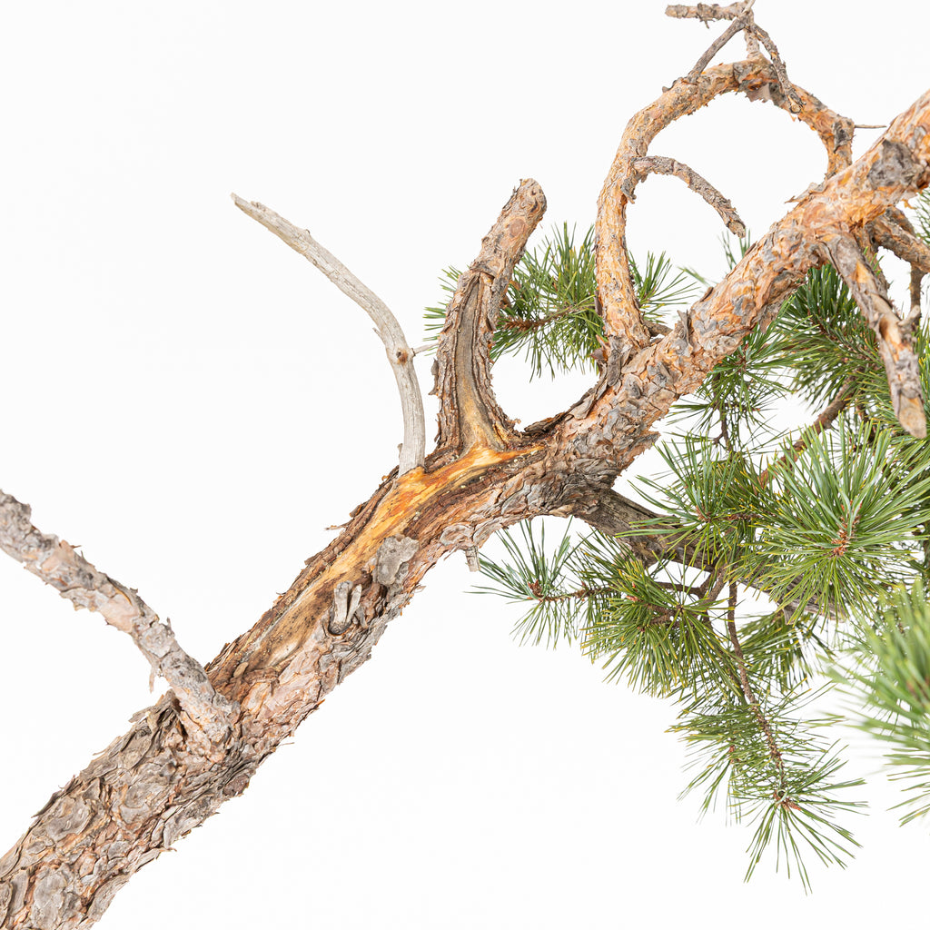 Bonsái - Pino silvestre (Pinus sylvestris) - PS10630