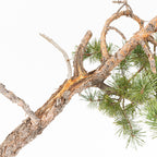 Bonsái - Pino silvestre (Pinus sylvestris) - PS10630