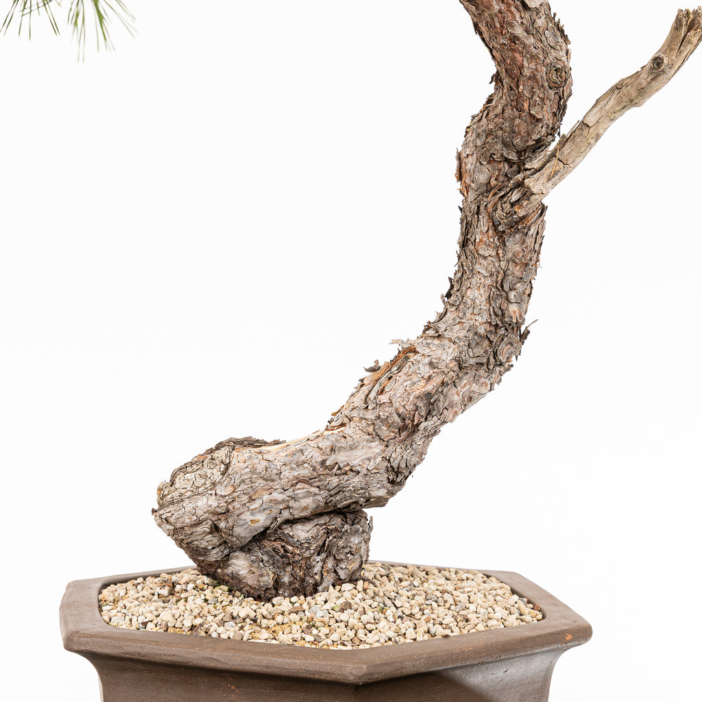 Bonsái - Pino silvestre (Pinus sylvestris) - PS10630