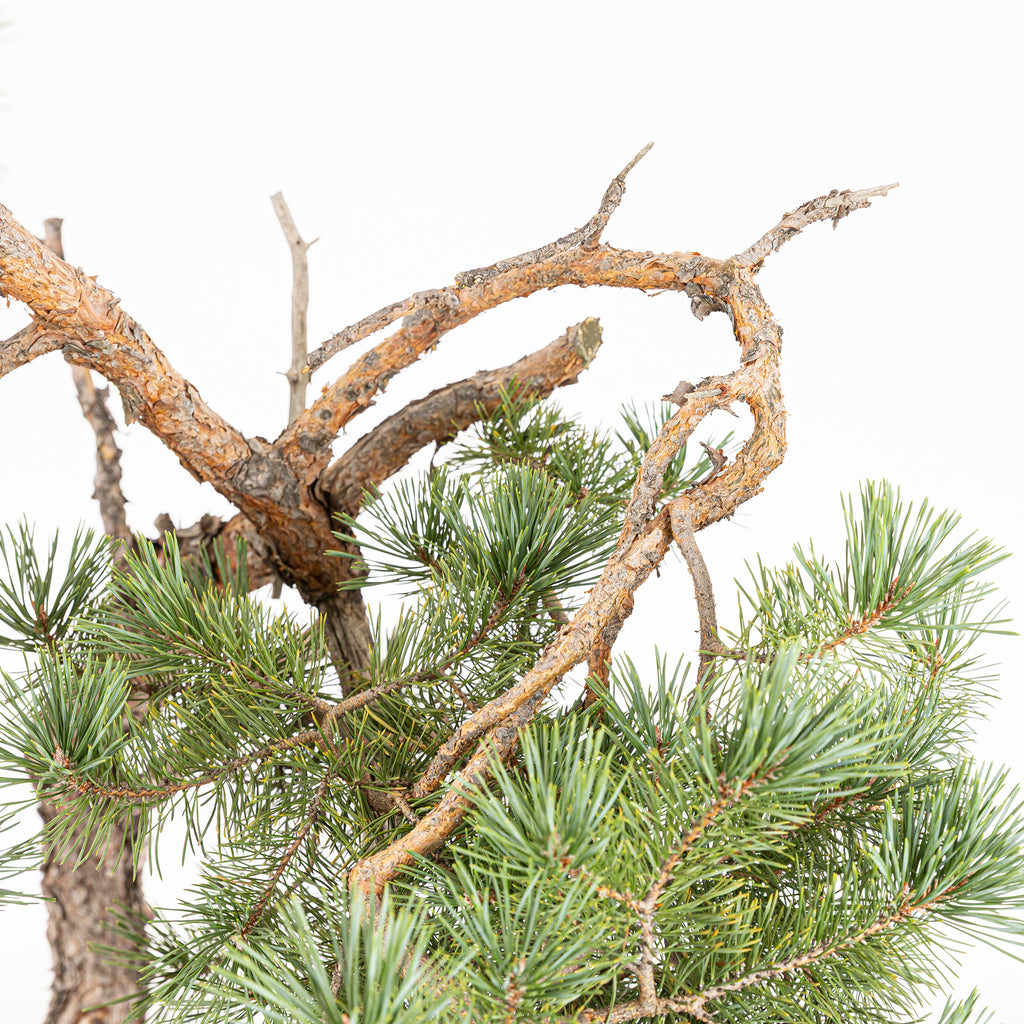 Bonsái - Pino silvestre (Pinus sylvestris) - PS10630