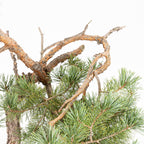 Bonsái - Pino silvestre (Pinus sylvestris) - PS10630