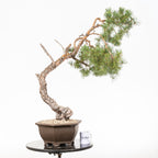 Bonsái - Pino silvestre (Pinus sylvestris) - PS10630