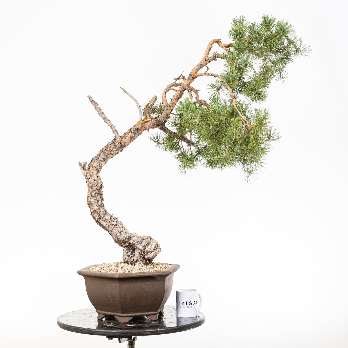 Bonsái - Pino silvestre (Pinus sylvestris) - PS10630