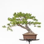 Bonsái - Pino silvestre (Pinus sylvestris) - PS10631