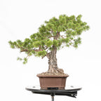 Bonsái - Pino silvestre (Pinus sylvestris) - PS10631