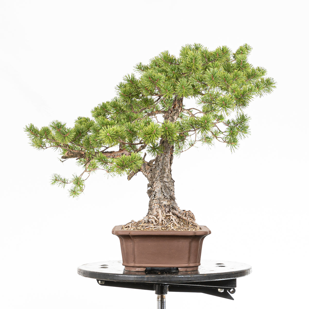 Bonsái - Pino silvestre (Pinus sylvestris) - PS10631