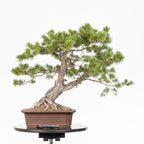Bonsái - Pino silvestre (Pinus sylvestris) - PS10631