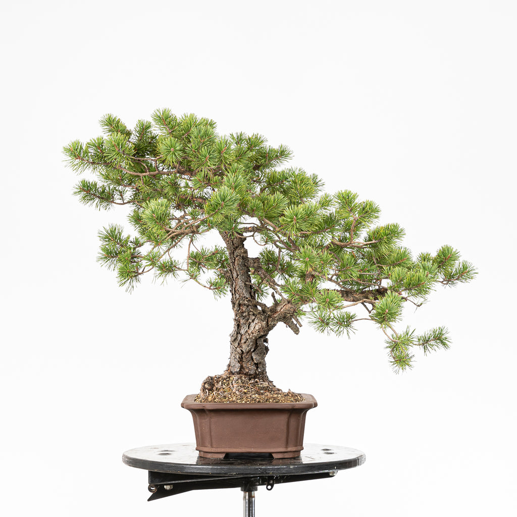 Bonsái - Pino silvestre (Pinus sylvestris) - PS10631