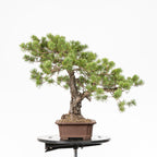 Bonsái - Pino silvestre (Pinus sylvestris) - PS10631