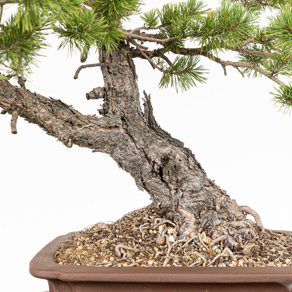 Bonsái - Pino silvestre (Pinus sylvestris) - PS10631