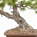 Bonsái - Pino silvestre (Pinus sylvestris) - PS10631