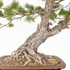Bonsái - Pino silvestre (Pinus sylvestris) - PS10631