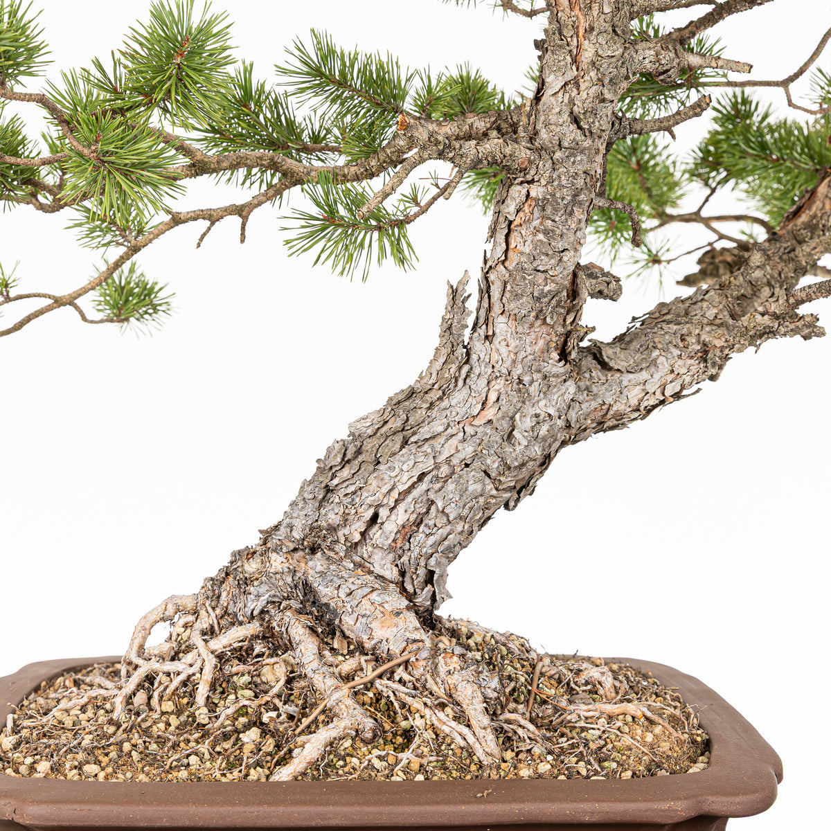 Bonsái - Pino silvestre (Pinus sylvestris) - PS10631