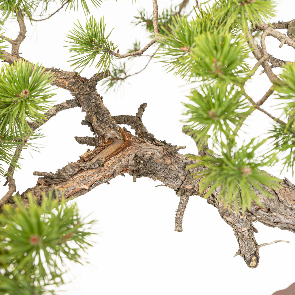 Bonsái - Pino silvestre (Pinus sylvestris) - PS10631