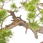 Bonsái - Pino silvestre (Pinus sylvestris) - PS10631