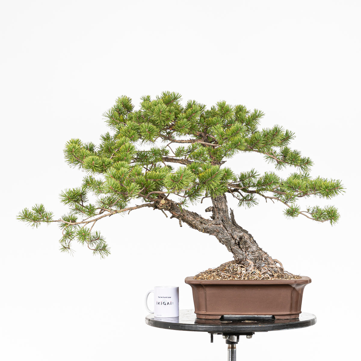 Bonsái - Pino silvestre (Pinus sylvestris) - PS10631