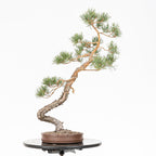 Bonsái - Pino silvestre (Pinus sylvestris) - PS10632