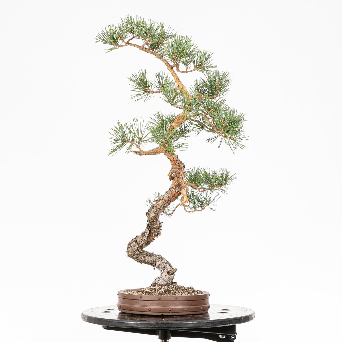 Bonsái - Pino silvestre (Pinus sylvestris) - PS10632