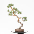 Bonsái - Pino silvestre (Pinus sylvestris) - PS10632