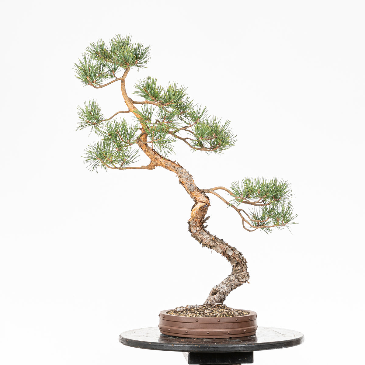 Bonsái - Pino silvestre (Pinus sylvestris) - PS10632