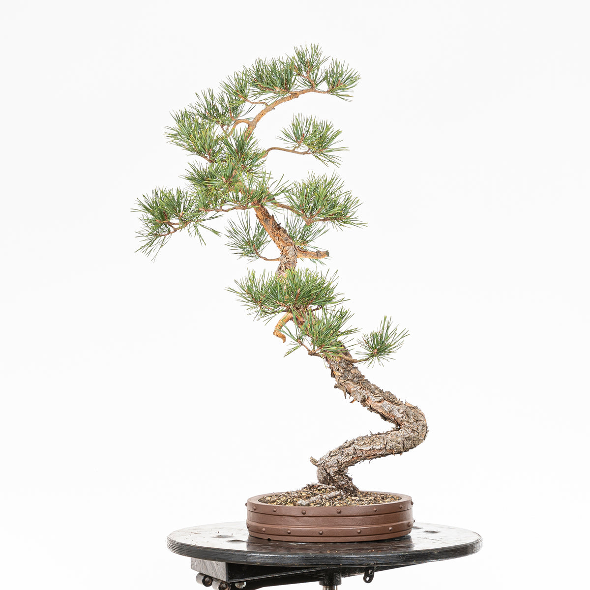 Bonsái - Pino silvestre (Pinus sylvestris) - PS10632