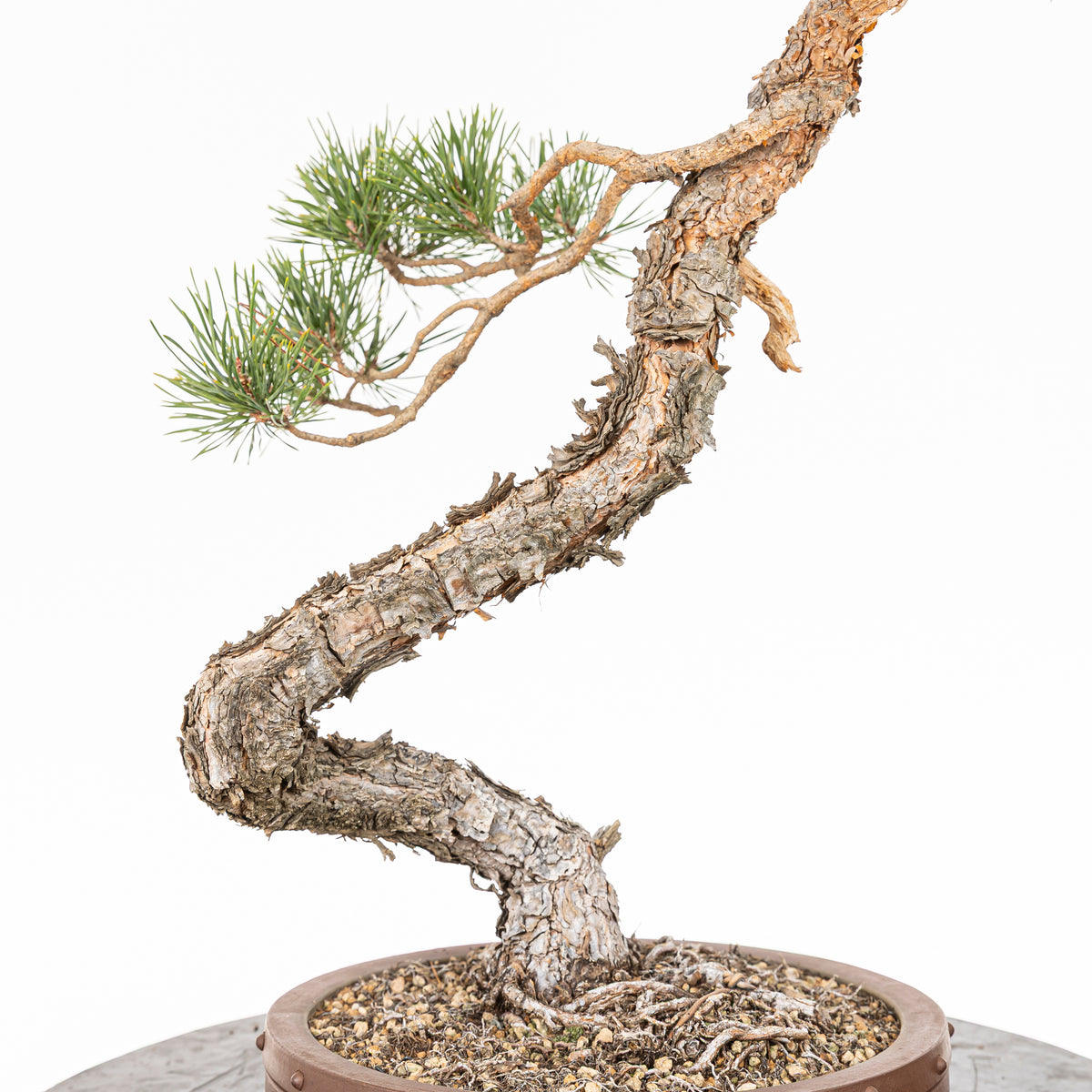 Bonsái - Pino silvestre (Pinus sylvestris) - PS10632