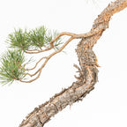 Bonsái - Pino silvestre (Pinus sylvestris) - PS10632