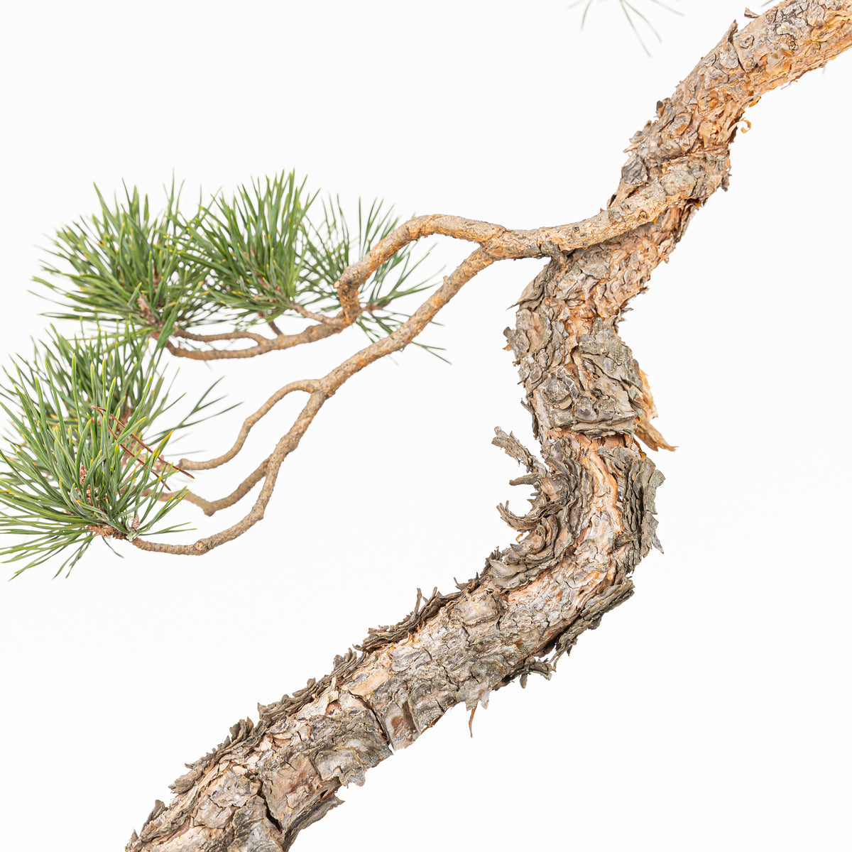 Bonsái - Pino silvestre (Pinus sylvestris) - PS10632
