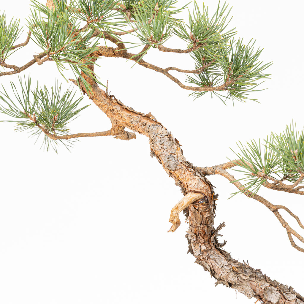 Bonsái - Pino silvestre (Pinus sylvestris) - PS10632
