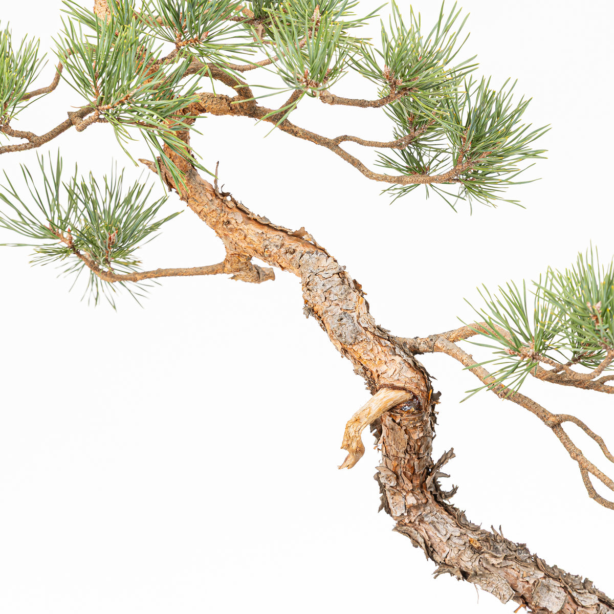 Bonsái - Pino silvestre (Pinus sylvestris) - PS10632