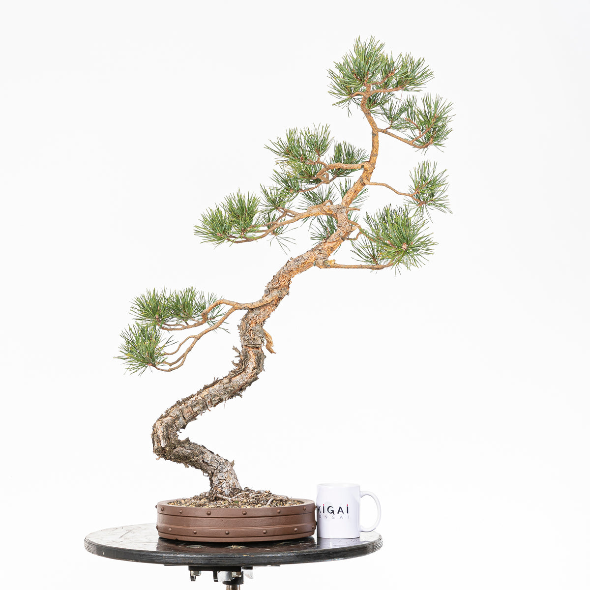 Bonsái - Pino silvestre (Pinus sylvestris) - PS10632
