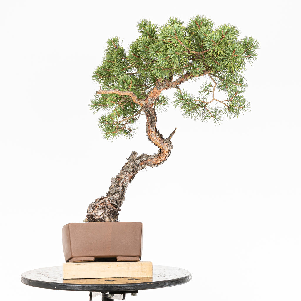 Bonsái - Pino silvestre (Pinus sylvestris) - PS10633