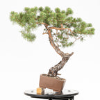 Bonsái - Pino silvestre (Pinus sylvestris) - PS10633
