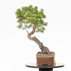 Bonsái - Pino silvestre (Pinus sylvestris) - PS10633