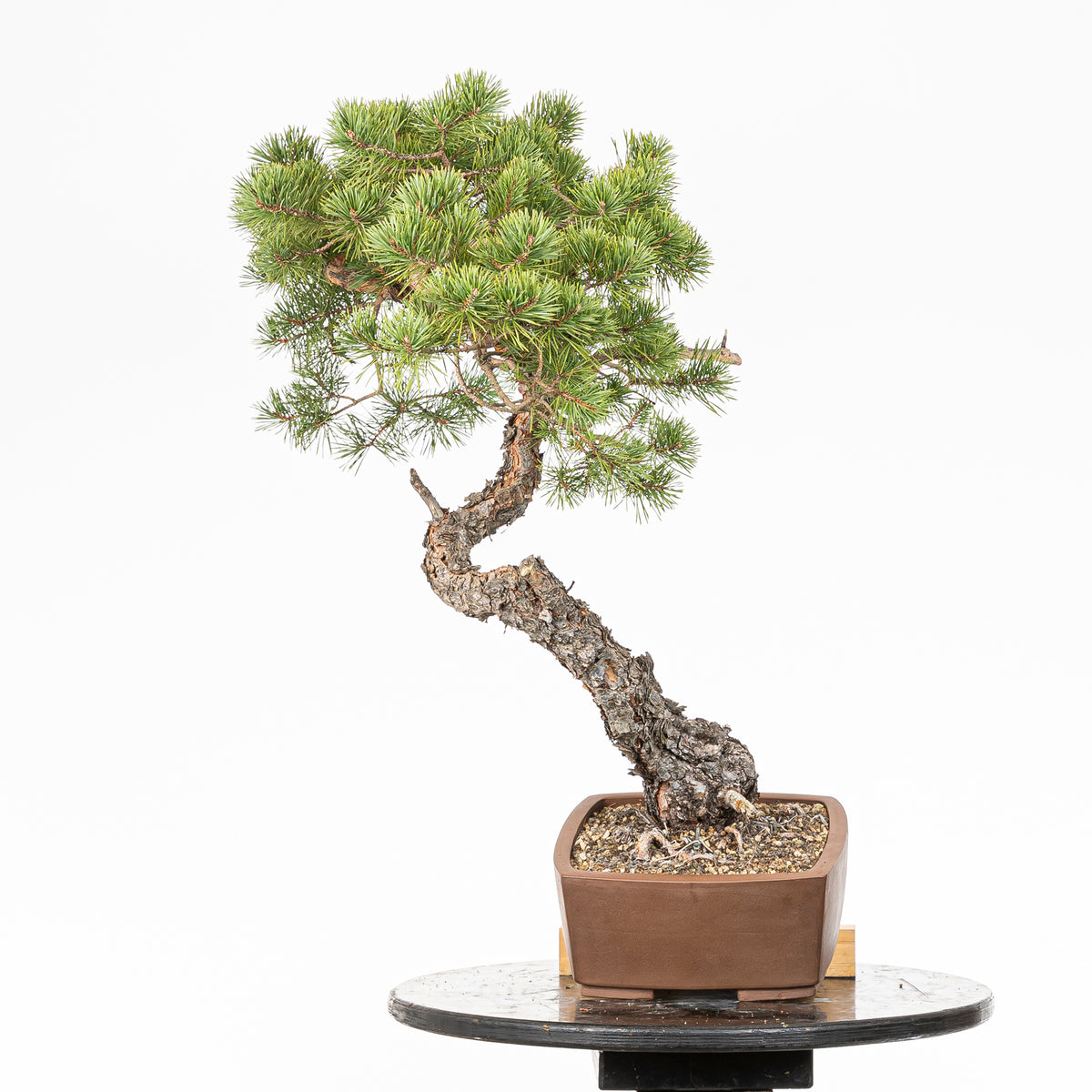 Bonsái - Pino silvestre (Pinus sylvestris) - PS10633