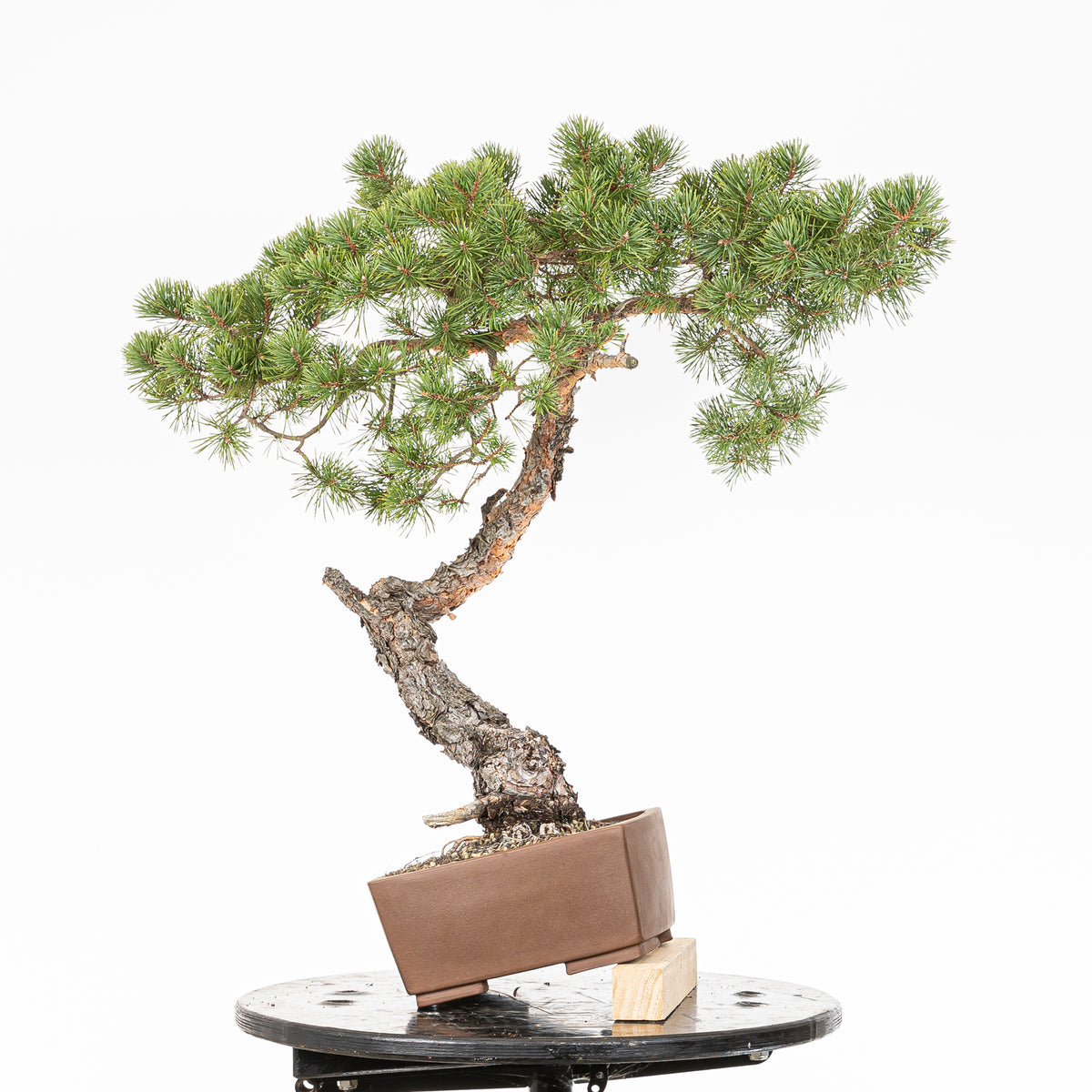 Bonsái - Pino silvestre (Pinus sylvestris) - PS10633