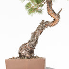 Bonsái - Pino silvestre (Pinus sylvestris) - PS10633