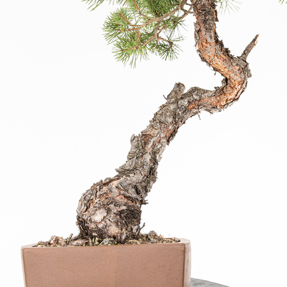 Bonsái - Pino silvestre (Pinus sylvestris) - PS10633