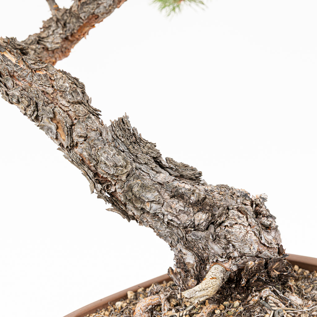 Bonsái - Pino silvestre (Pinus sylvestris) - PS10633