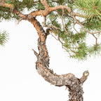 Bonsái - Pino silvestre (Pinus sylvestris) - PS10633