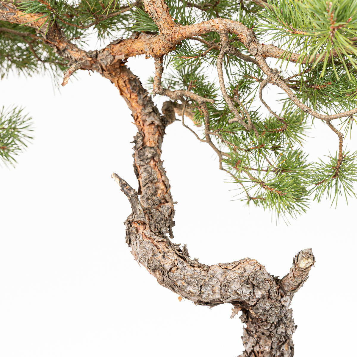 Bonsái - Pino silvestre (Pinus sylvestris) - PS10633