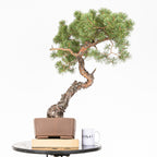 Bonsái - Pino silvestre (Pinus sylvestris) - PS10633
