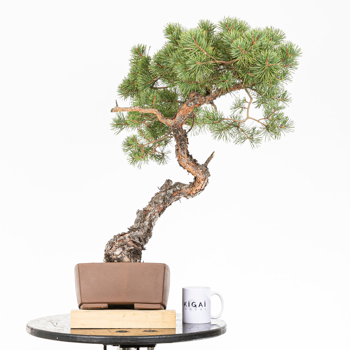 Bonsái - Pino silvestre (Pinus sylvestris) - PS10633