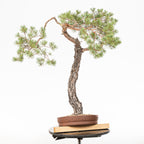 Bonsái - Pino silvestre (Pinus sylvestris) - PS10634
