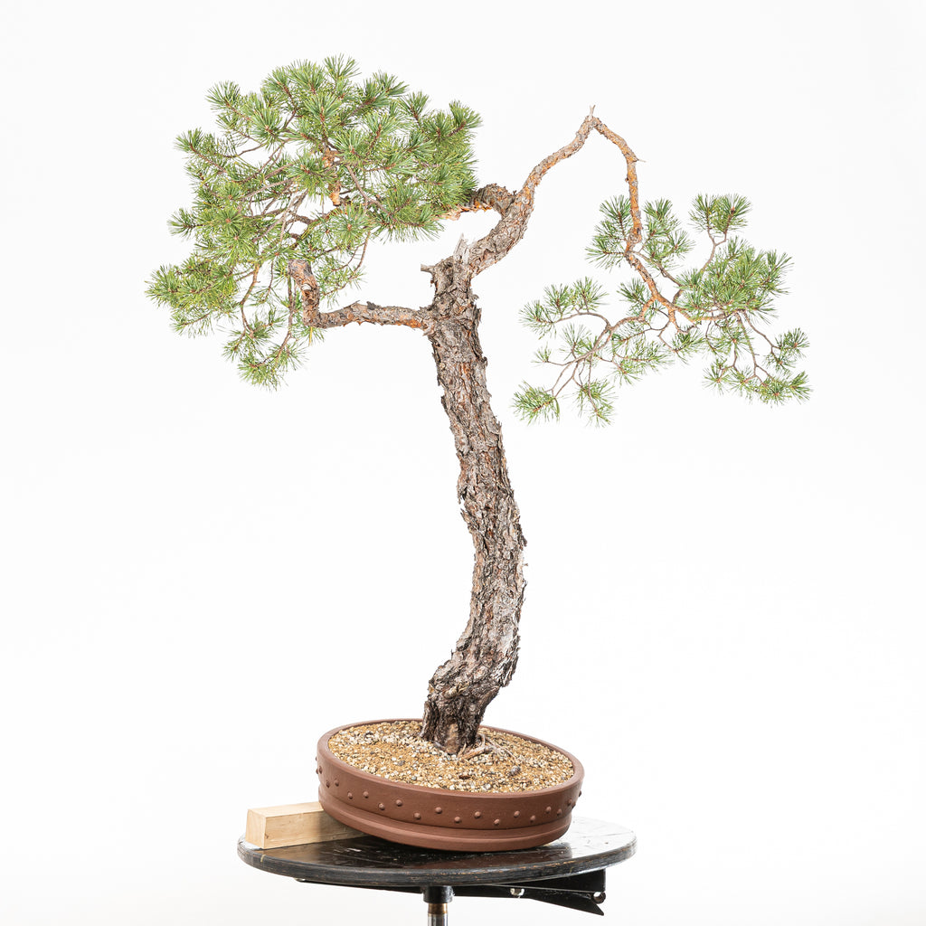 Bonsái - Pino silvestre (Pinus sylvestris) - PS10634